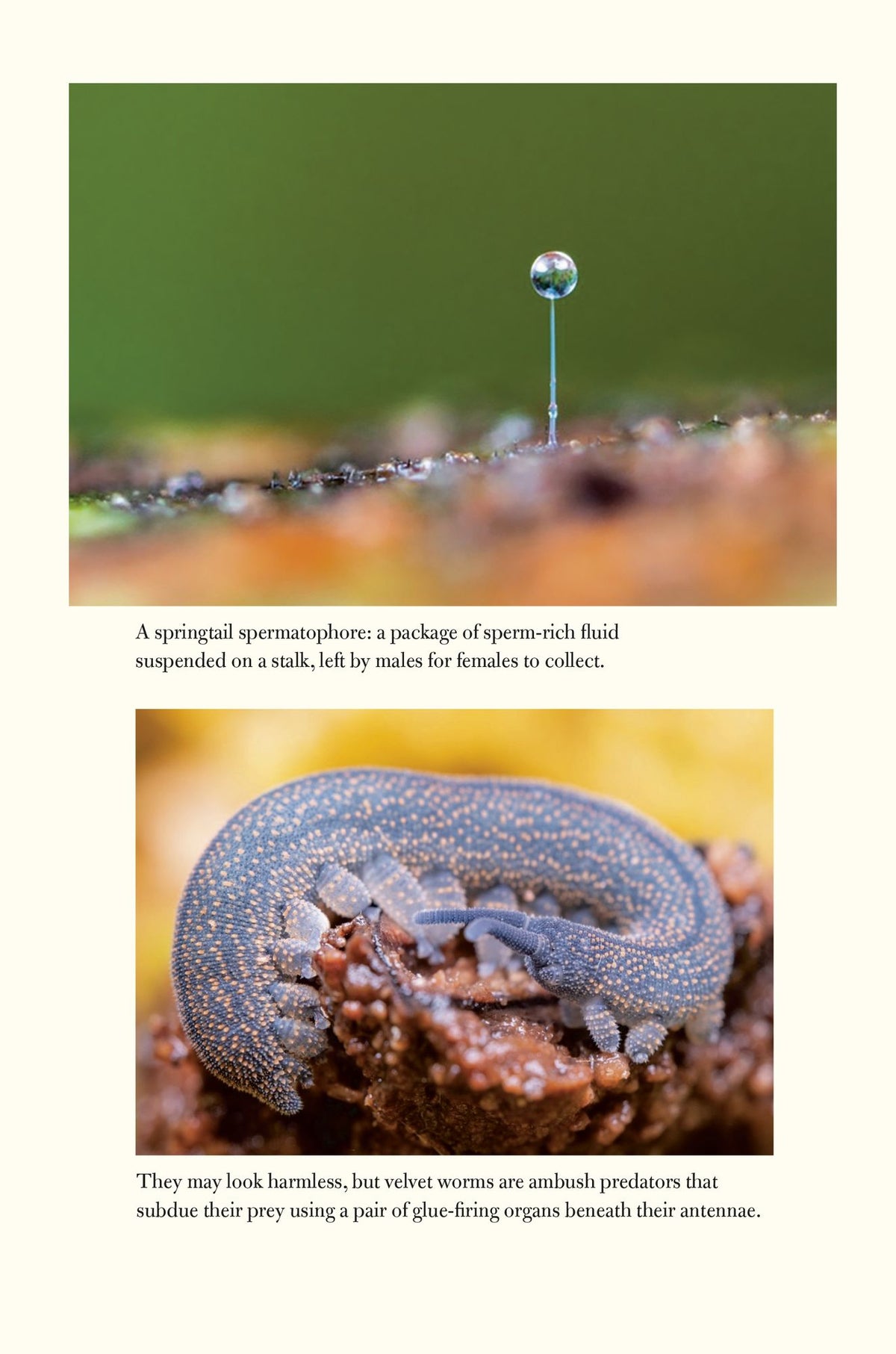 The World Beneath Our Feet: The Hidden Life of Soil and Why It Matters to Us All