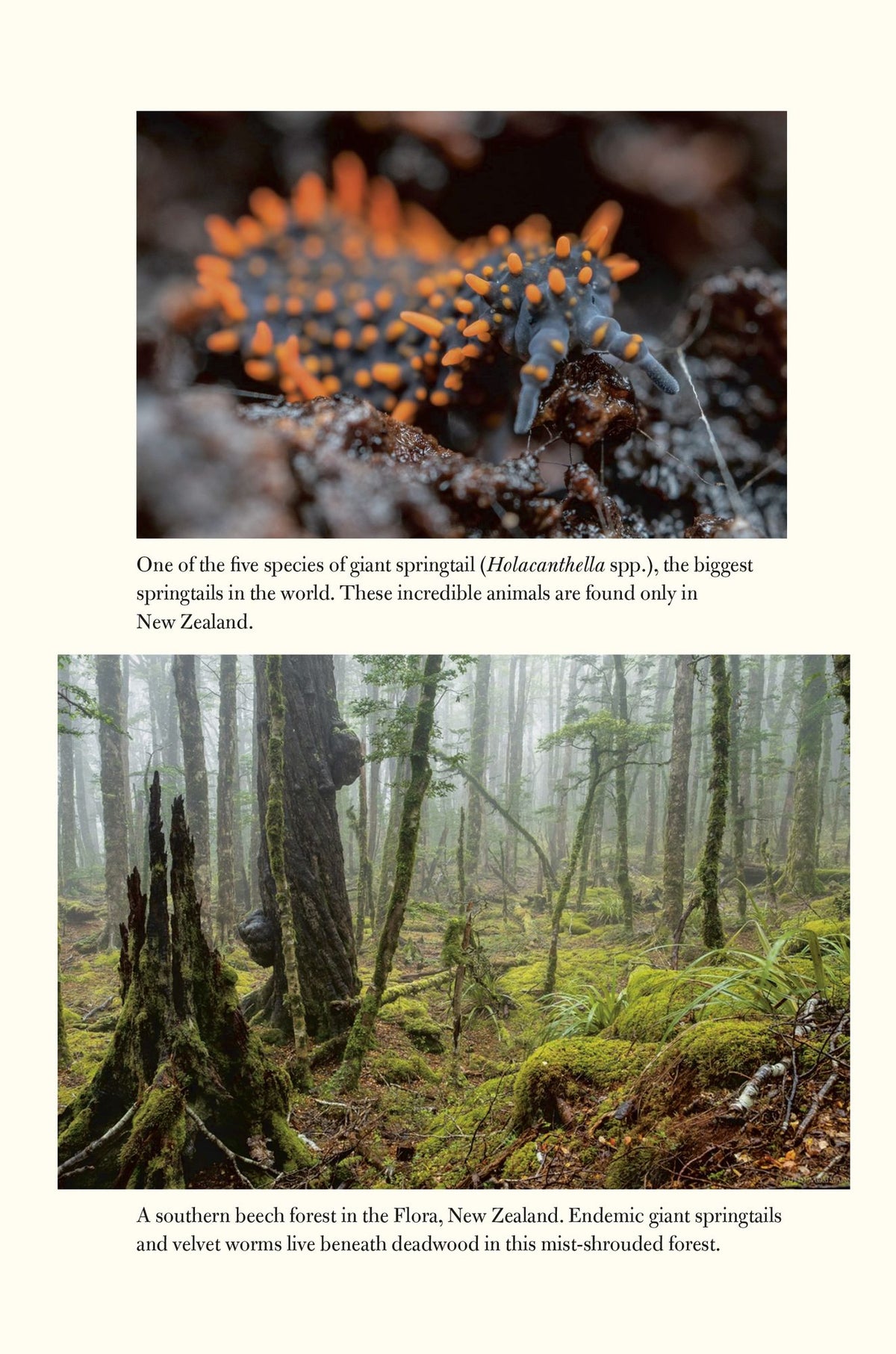 The World Beneath Our Feet: The Hidden Life of Soil and Why It Matters to Us All