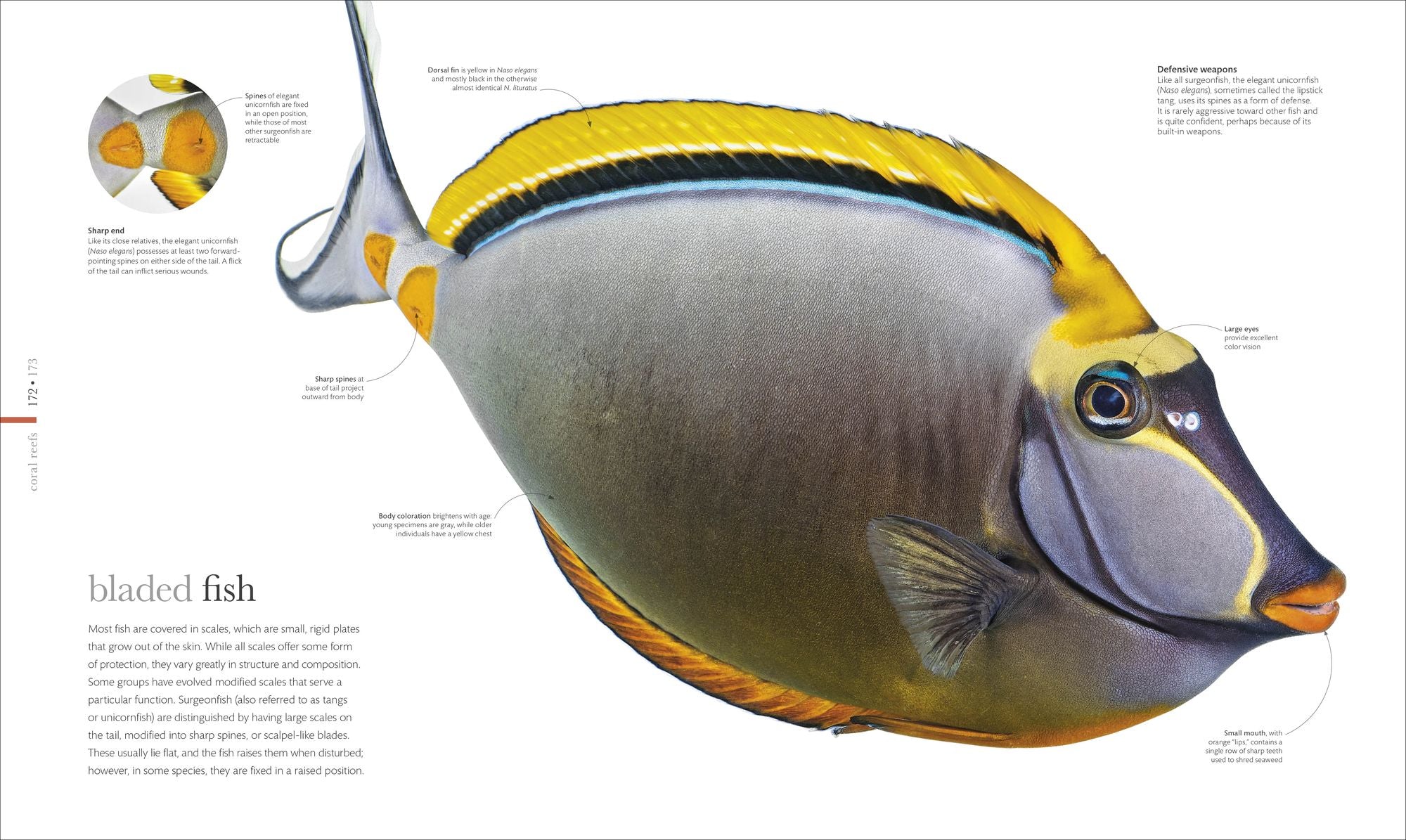 Oceanology: The Secrets of the Sea Revealed