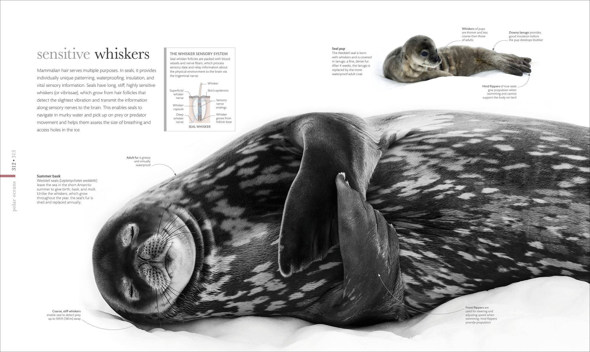 Oceanology: The Secrets of the Sea Revealed