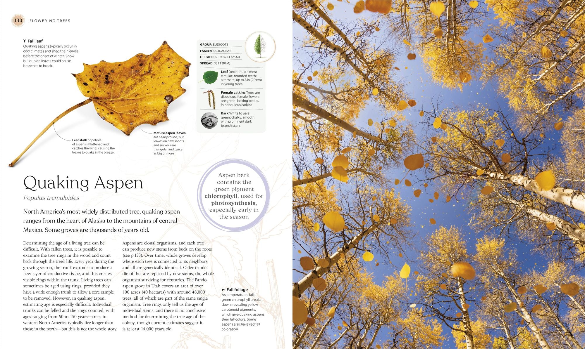 The Tree Book: The Stories, Science, and History of Trees