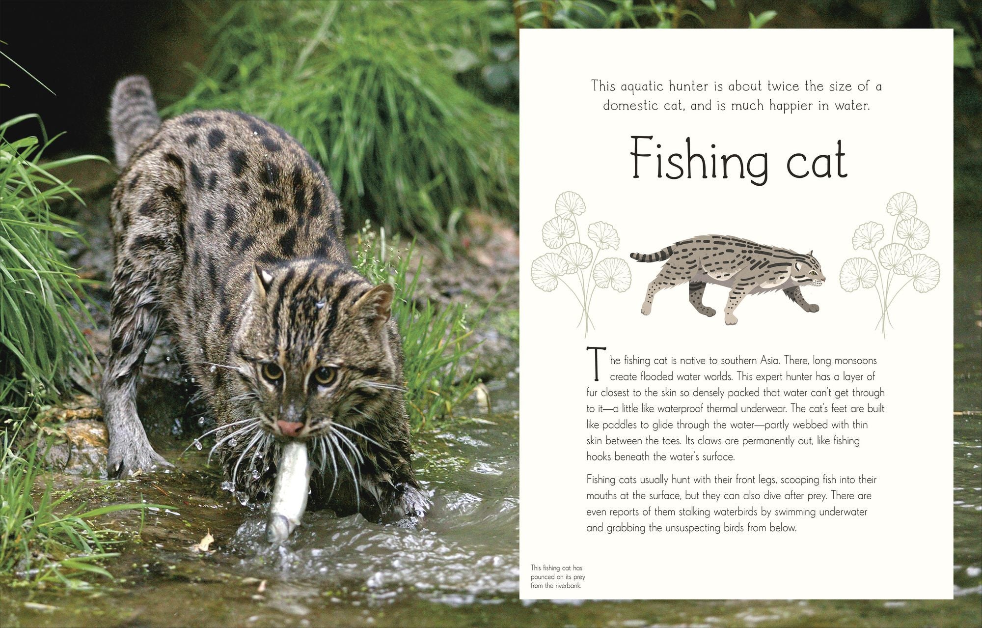 An Anthology of Aquatic Life: Discover the Secret Lives Under the Sea