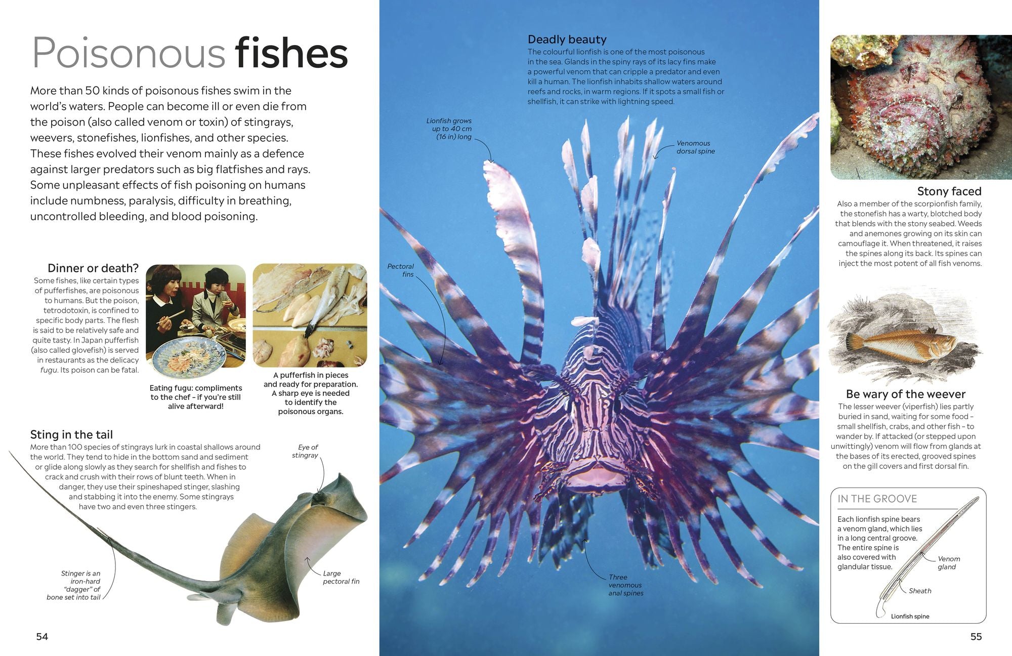 Eyewitness Fish