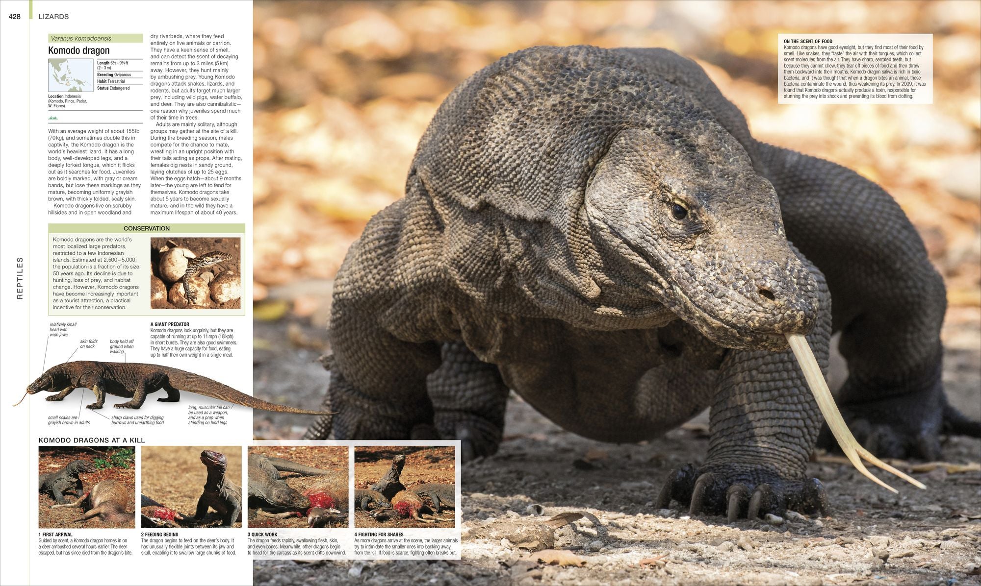 Animal: The Definitive Visual Guide