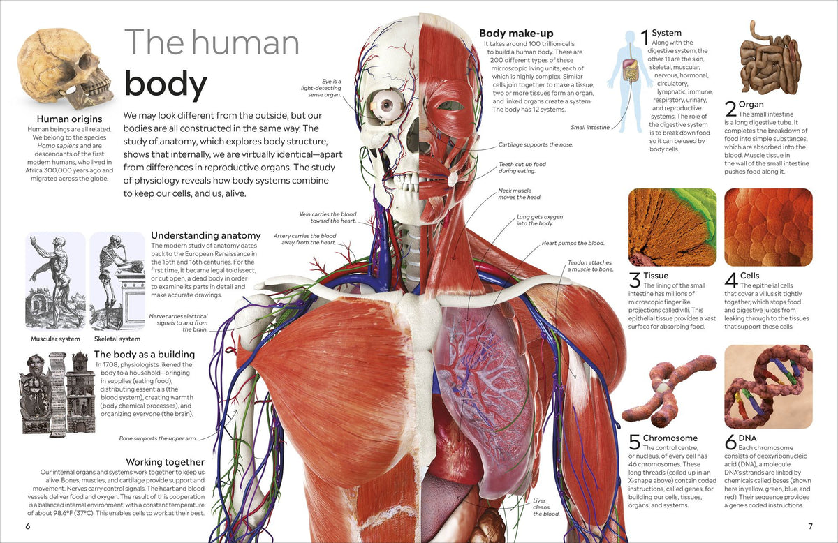 Eyewitness Human Body