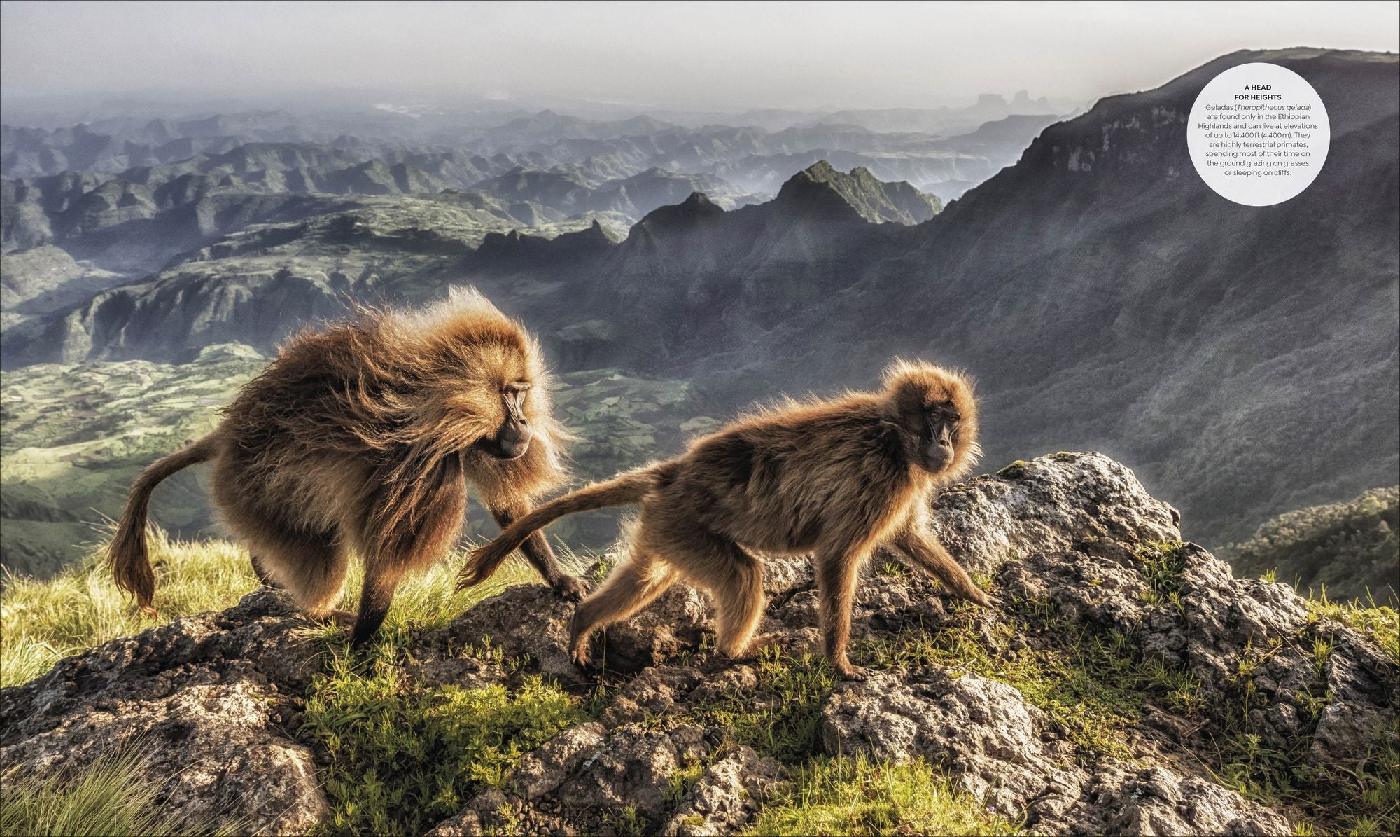 Habitats: Discover Earth's Precious Wild Places