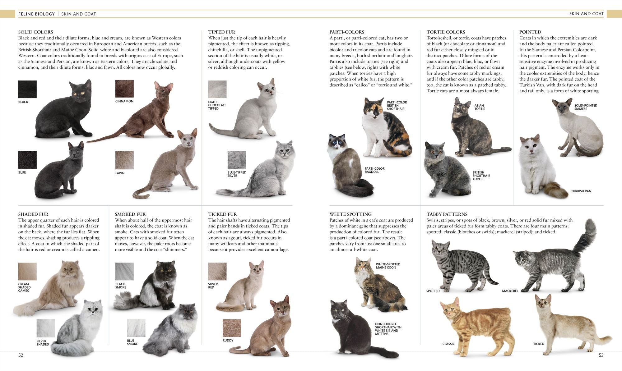 The Cat Encyclopedia: The Definitive Visual Guide