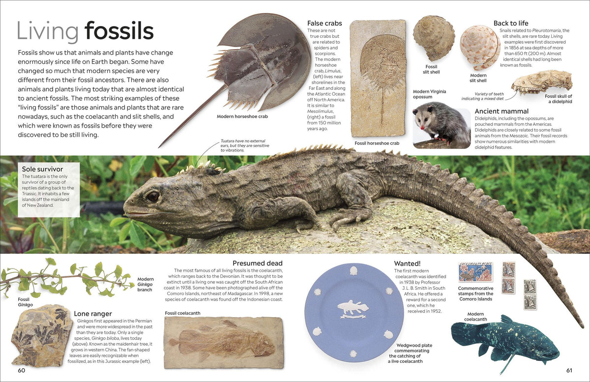 Eyewitness Fossil