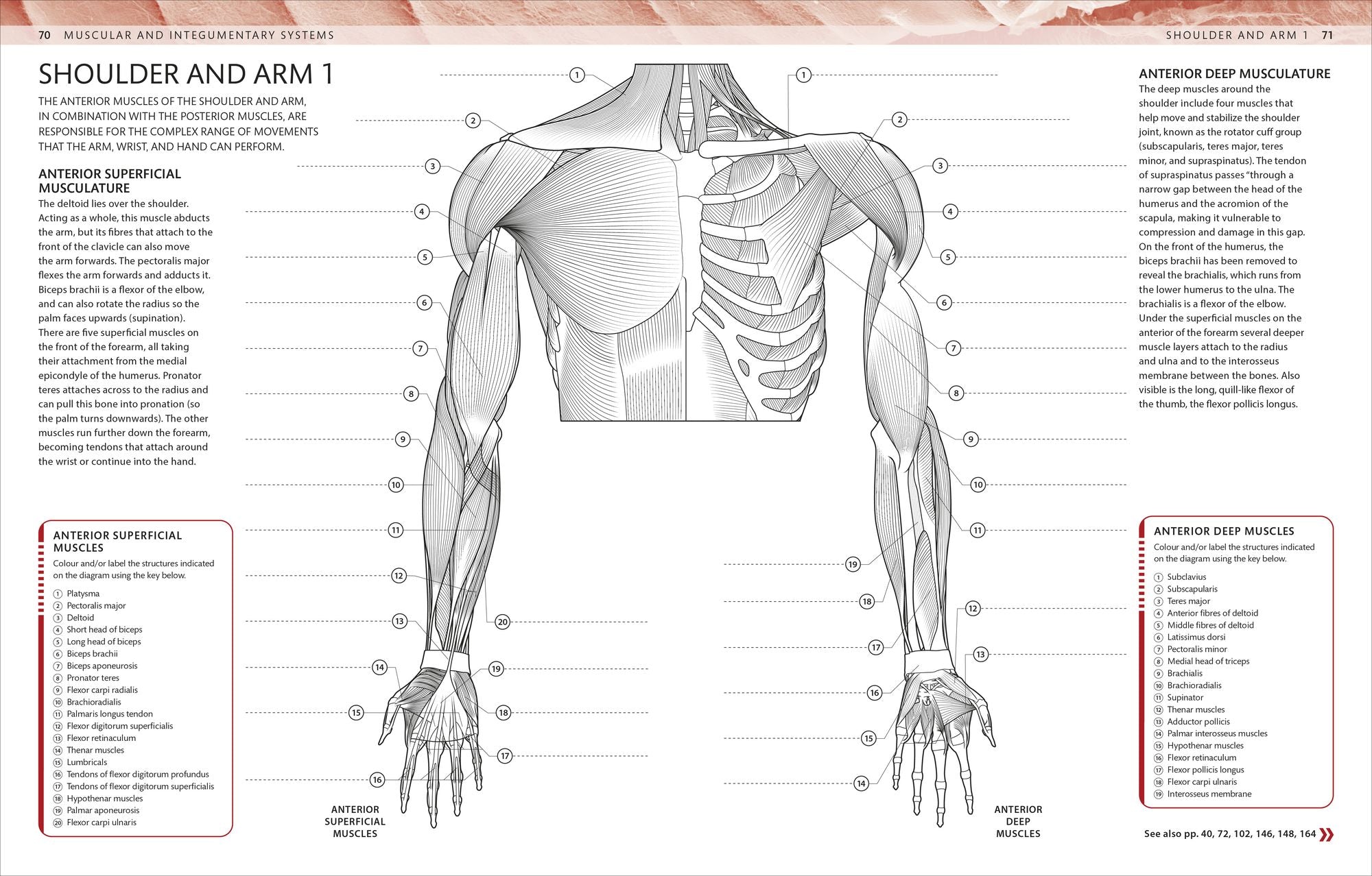 The Human Body Coloring Book: The Ultimate Anatomy Study Guide, Second Edition