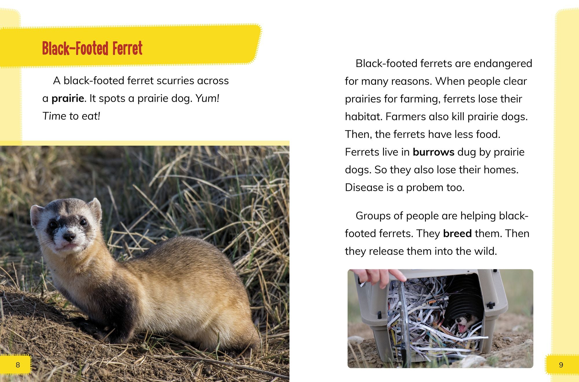 Endangered Mammals Around the World