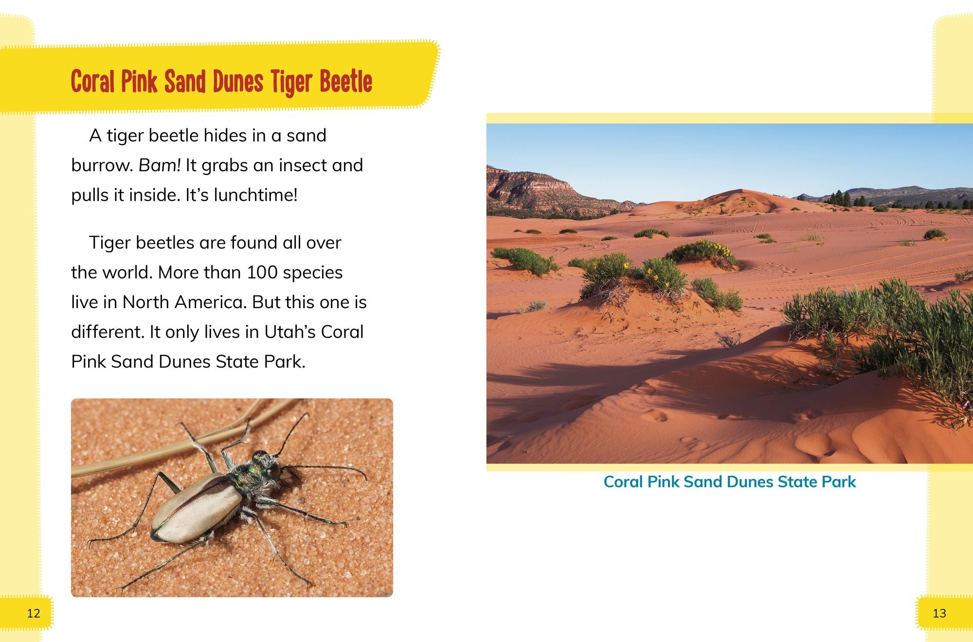 Endangered Invertebrates Around the World