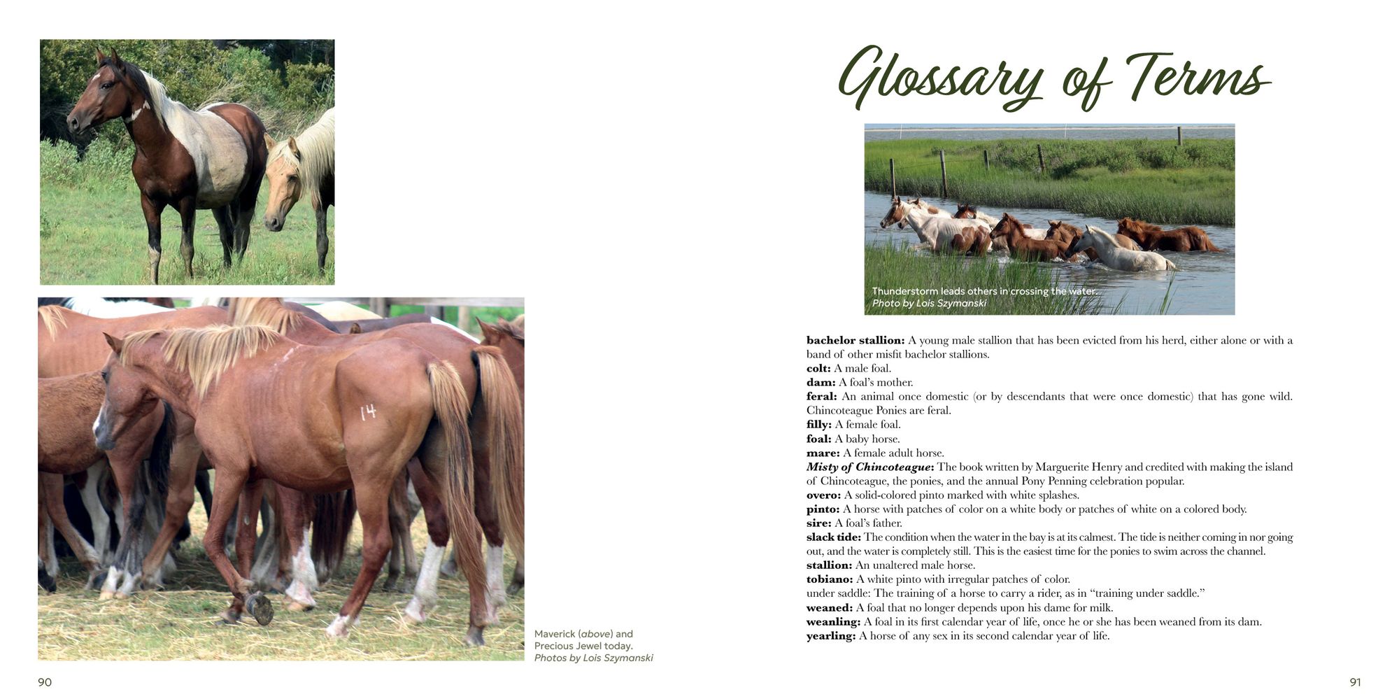 Out of the Sea: Today's Chincoteague Pony (2nd Edition)