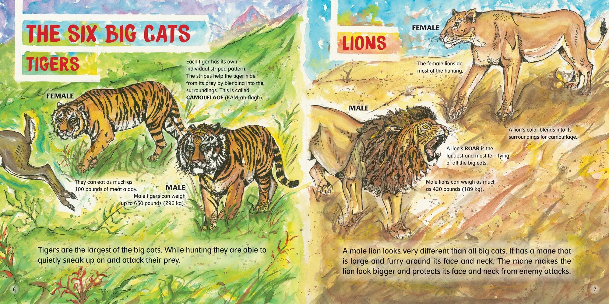 Big Cats!