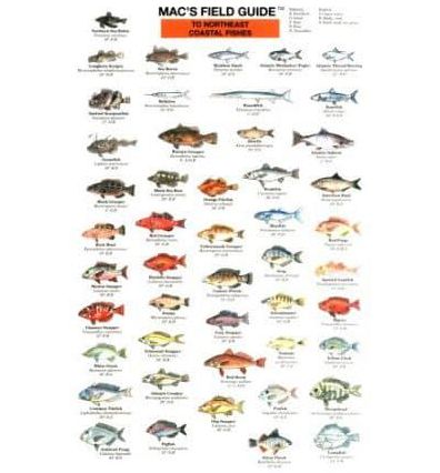 Northeast Coastal Fishes