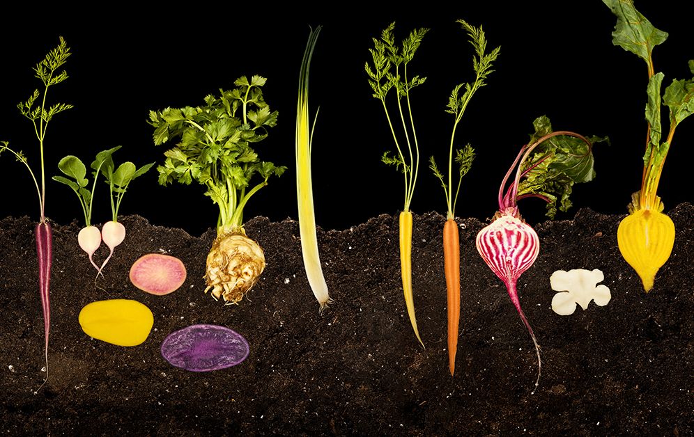 The Photography of Modernist Cuisine