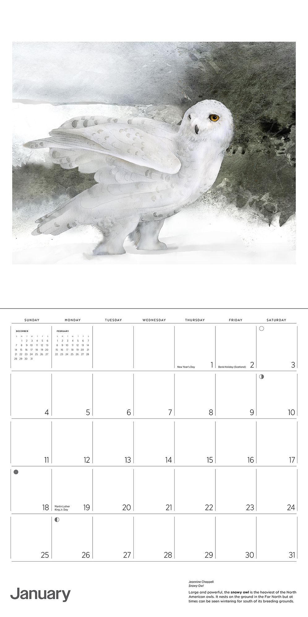 2026 Owls: Jeannine Chappell Wall Calendar