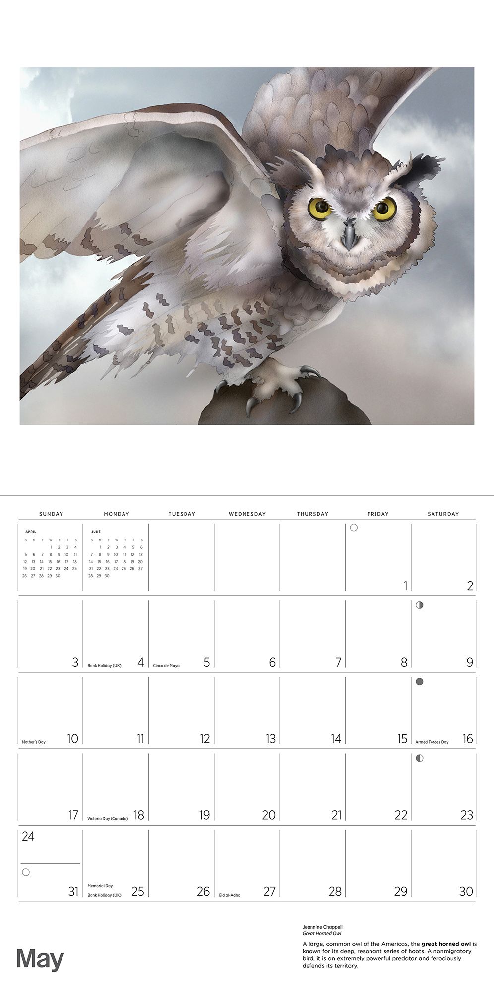 2026 Owls: Jeannine Chappell Wall Calendar