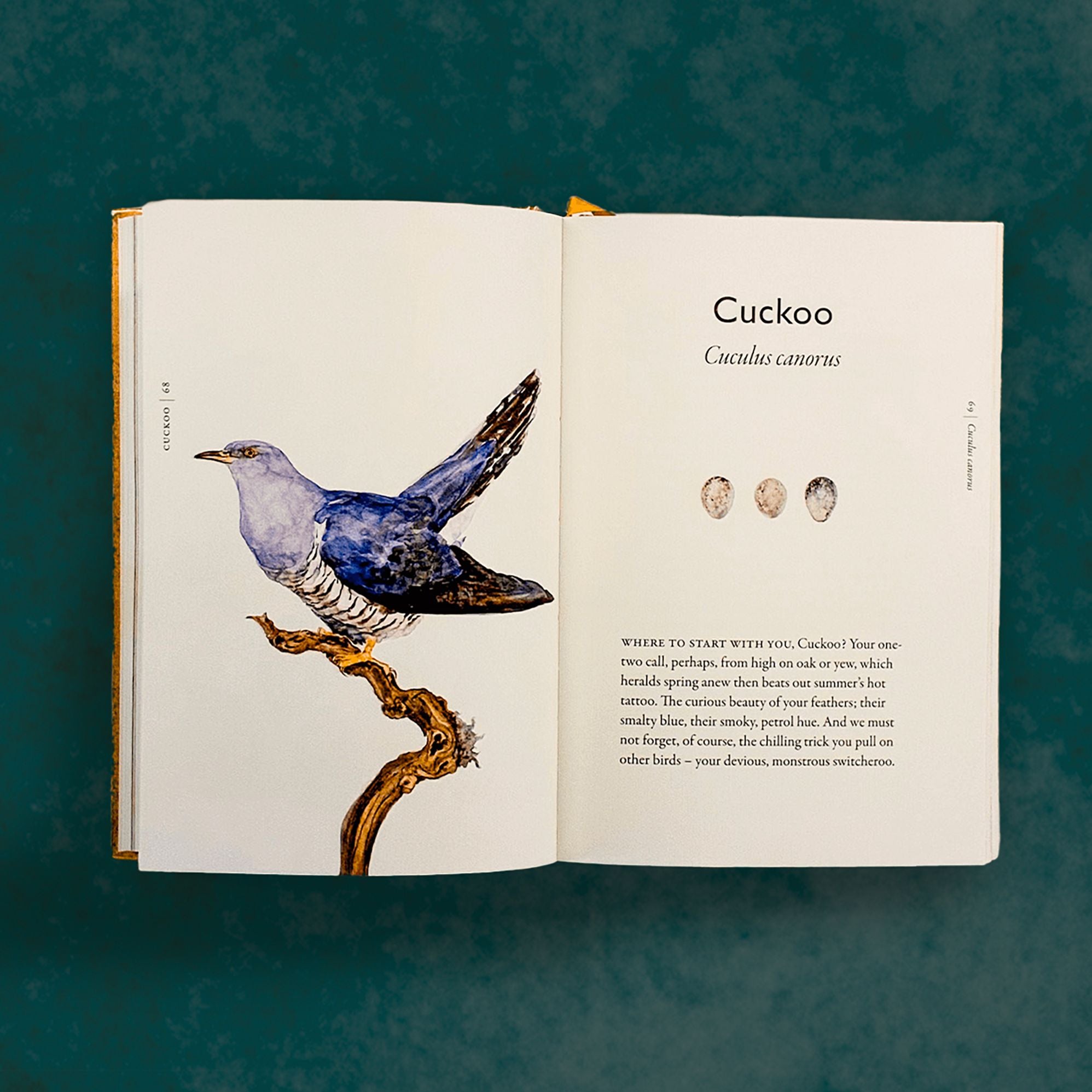 The Book of Birds: A Field Guide to Wonder and Loss