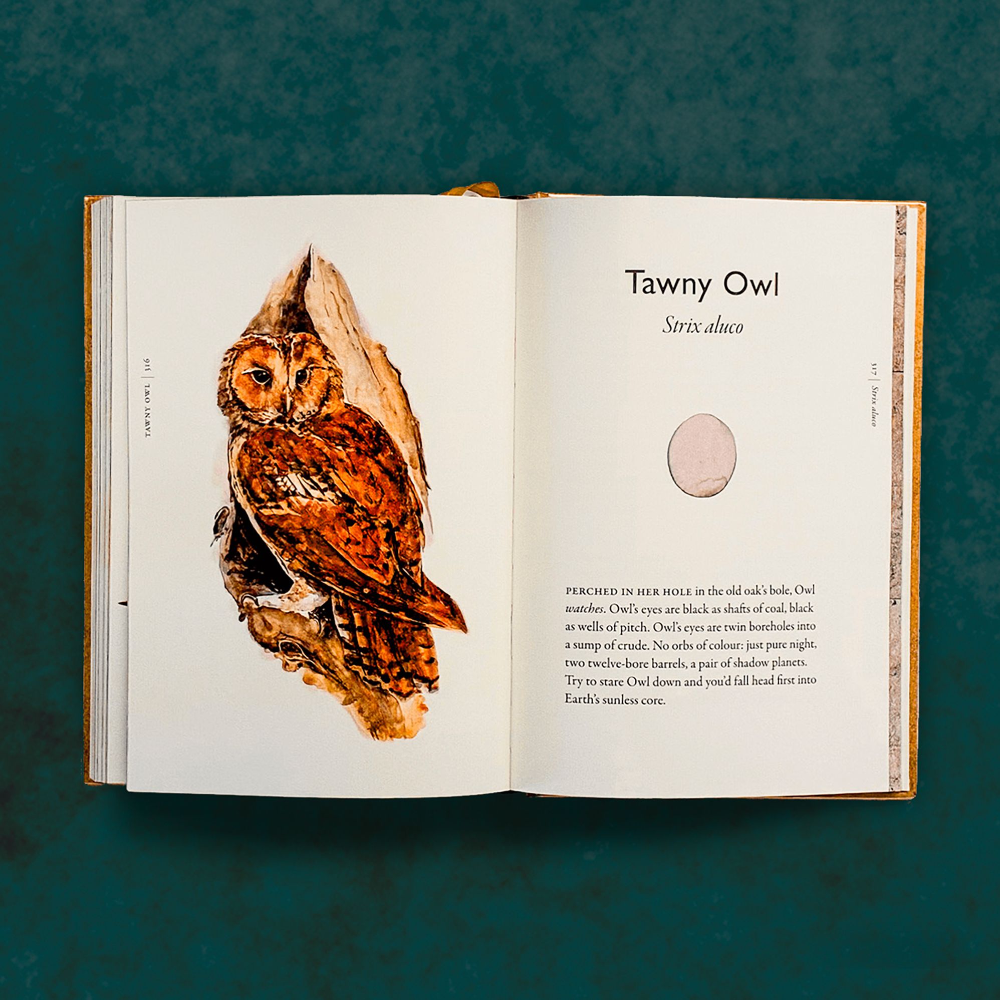 The Book of Birds: A Field Guide to Wonder and Loss