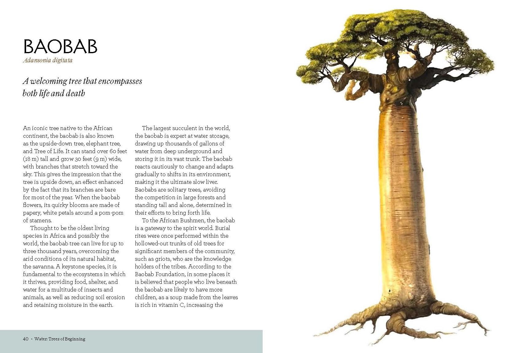 Tree Lore: Magic, Myth, and Wisdom from Root to Bough