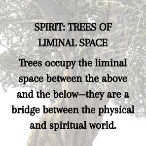 Tree Lore: Magic, Myth, and Wisdom from Root to Bough