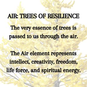 Tree Lore: Magic, Myth, and Wisdom from Root to Bough