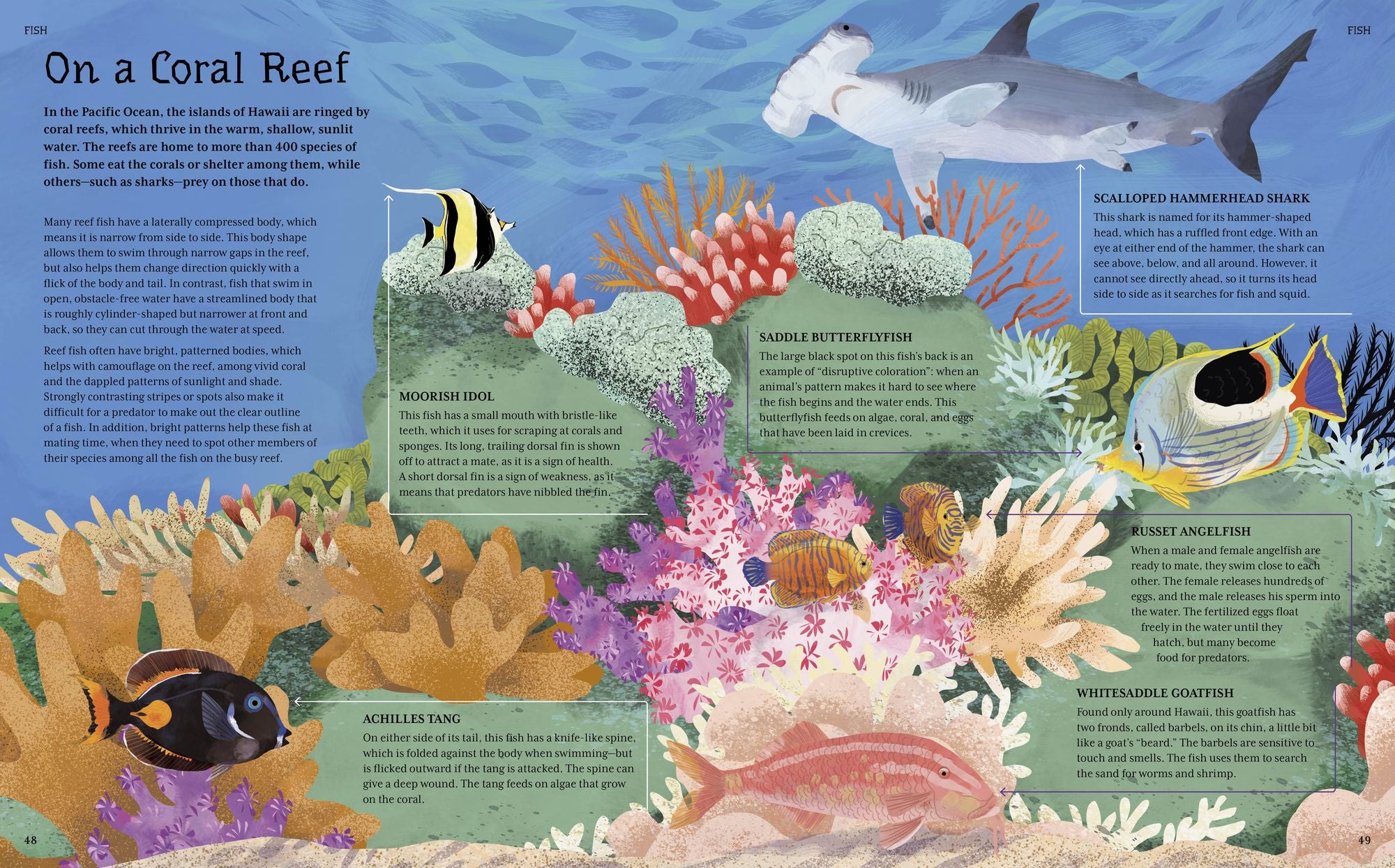 The Illustrated Encyclopedia of Ocean Life: A Visual Voyage Through an Underwater World
