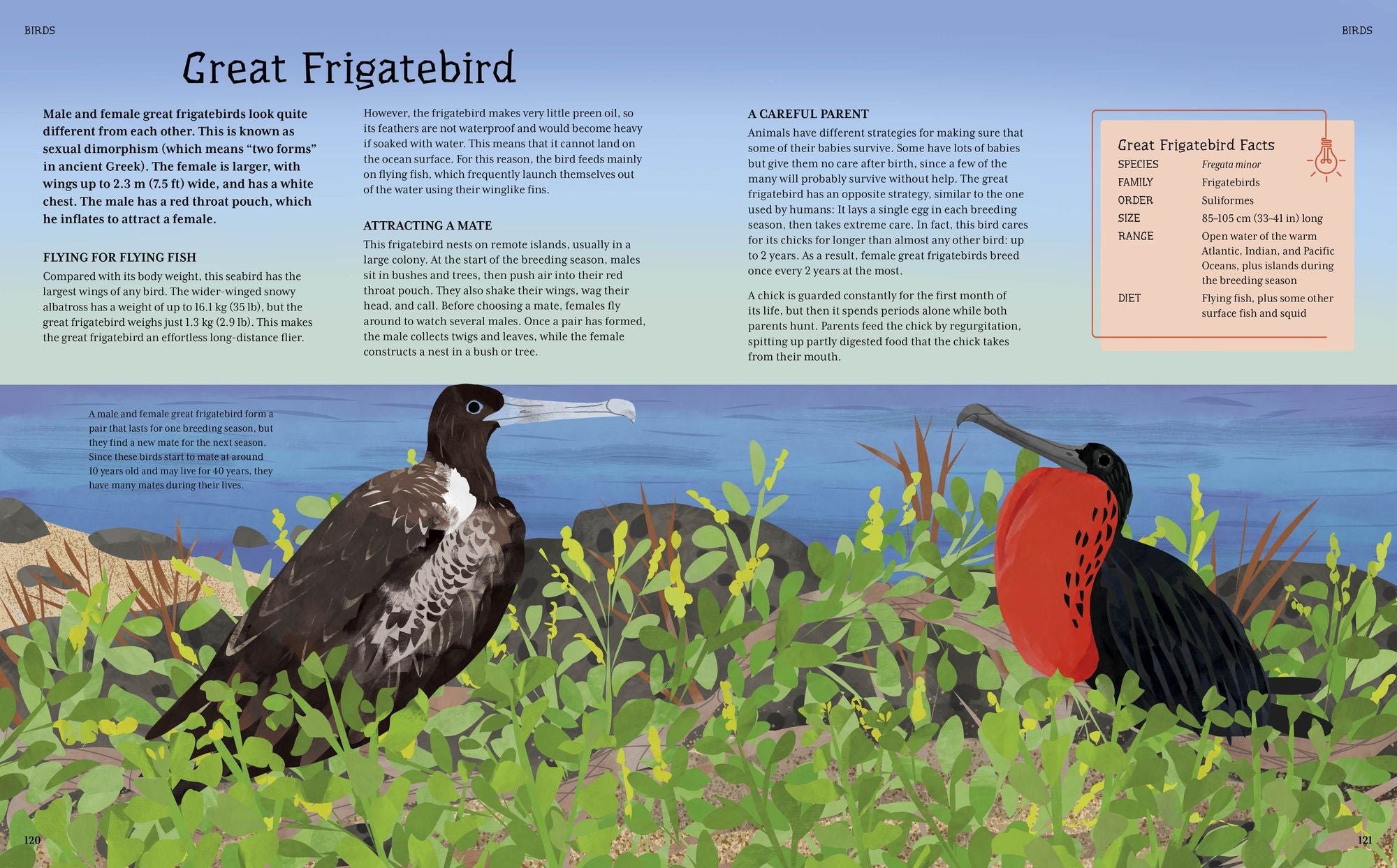 The Illustrated Encyclopedia of Ocean Life: A Visual Voyage Through an Underwater World