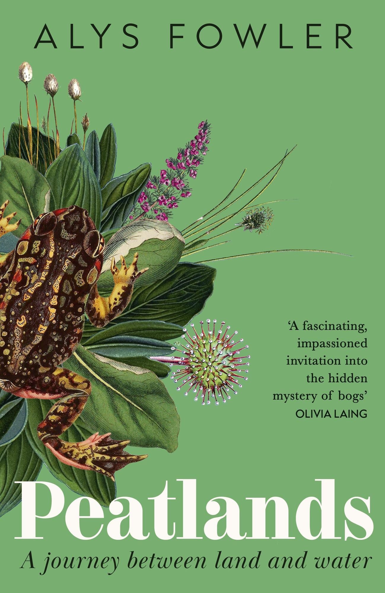 Peatlands: A Journey Between Land and Water