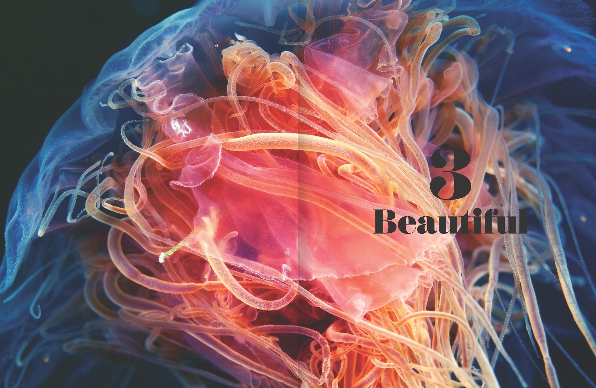 Shapeshifters: The Wondrous World of Jellyfish