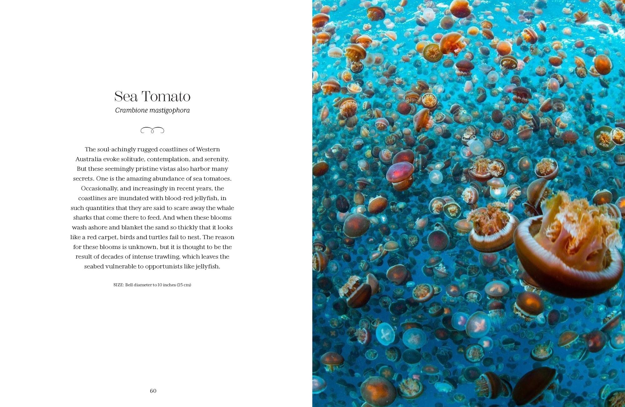 Shapeshifters: The Wondrous World of Jellyfish