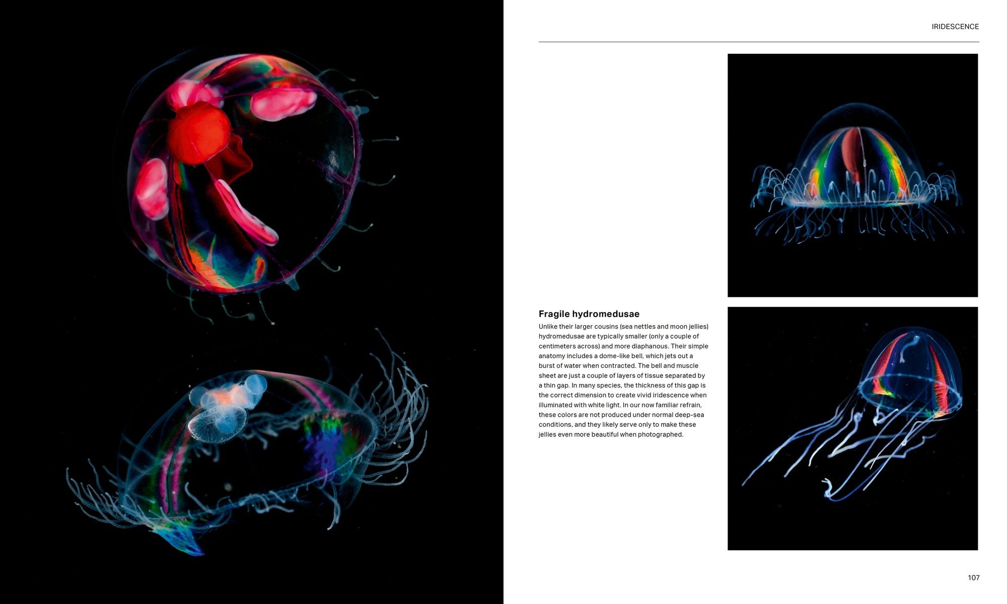 The Radiant Sea: Color and Light In the Underwater World