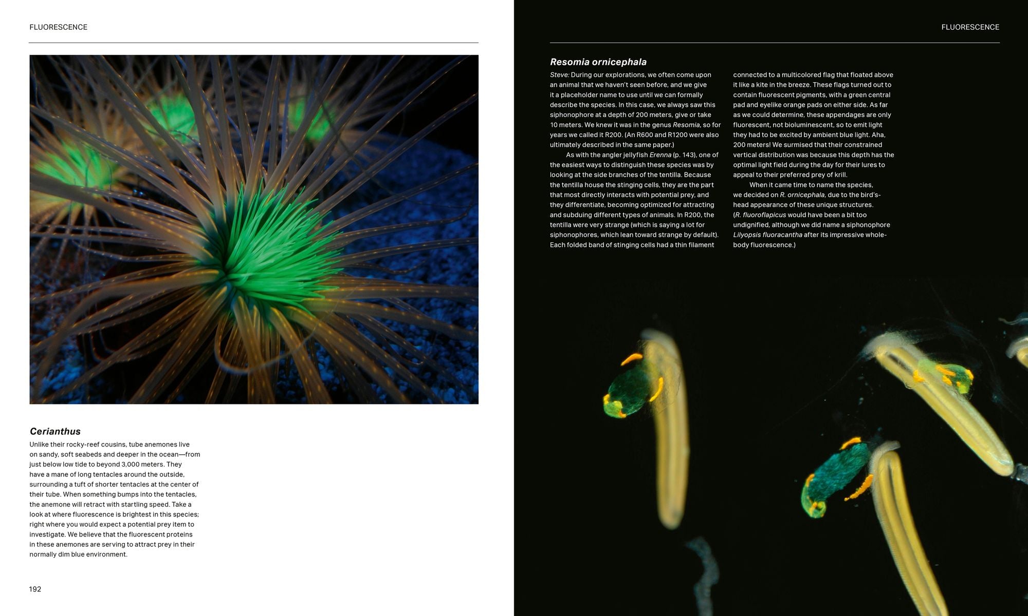 The Radiant Sea: Color and Light In the Underwater World