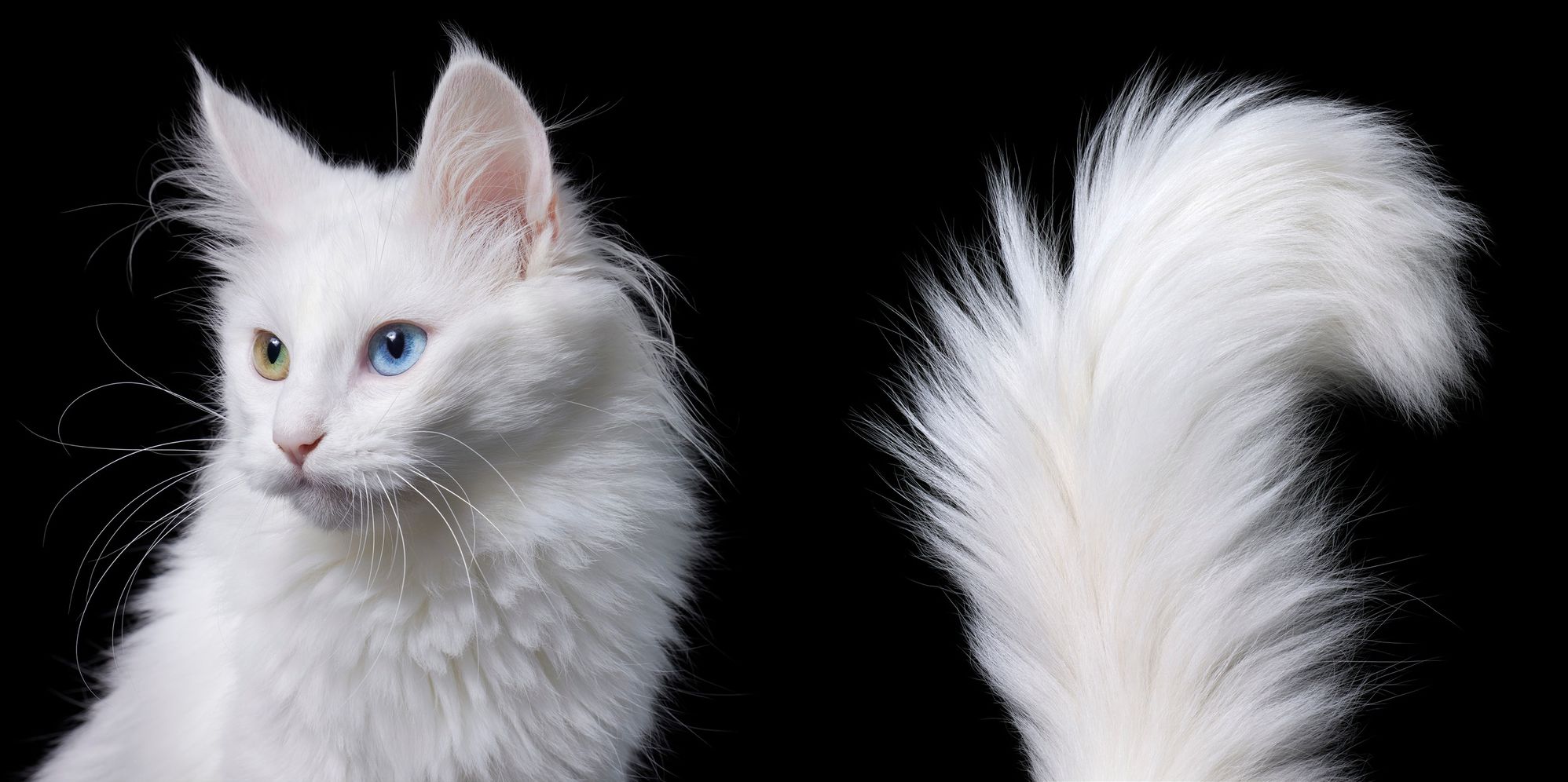 Feline: Photographs