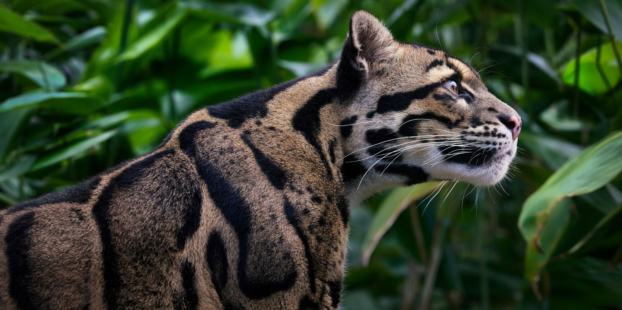 Feline: Photographs
