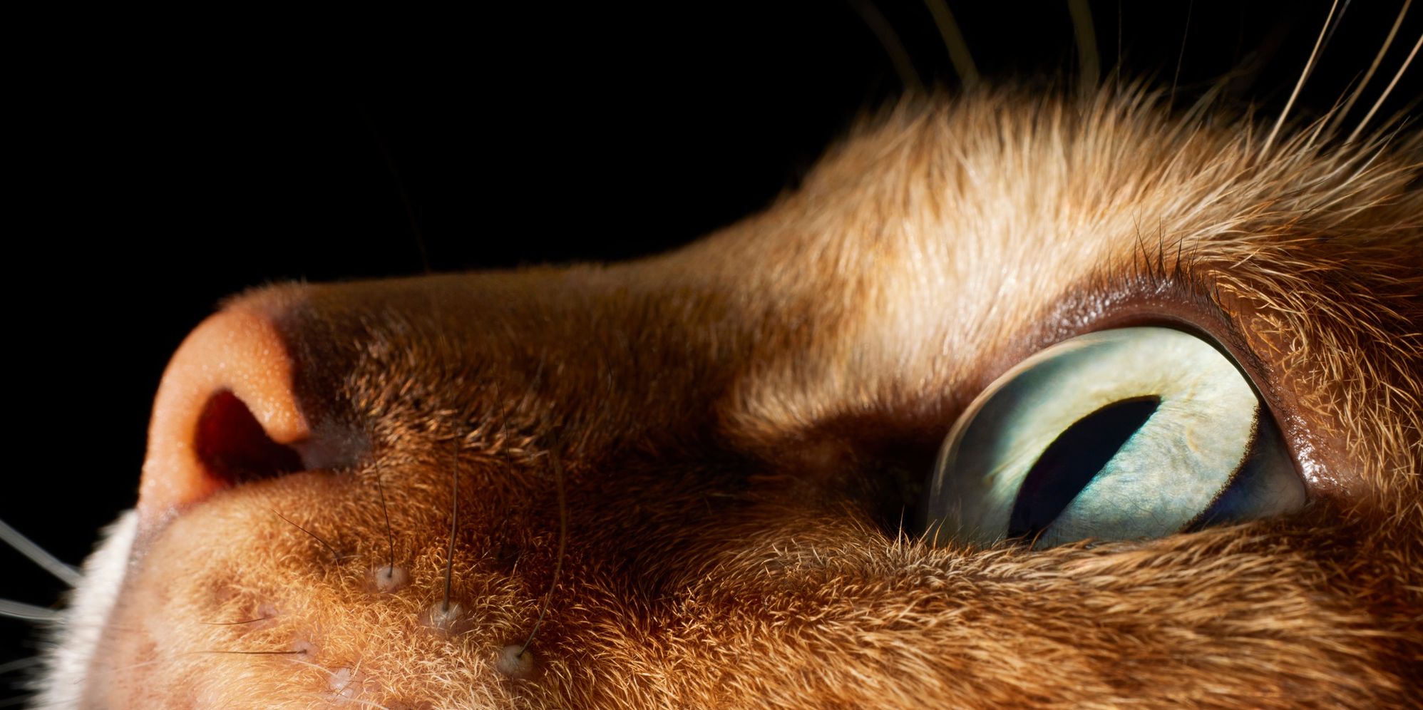 Feline: Photographs