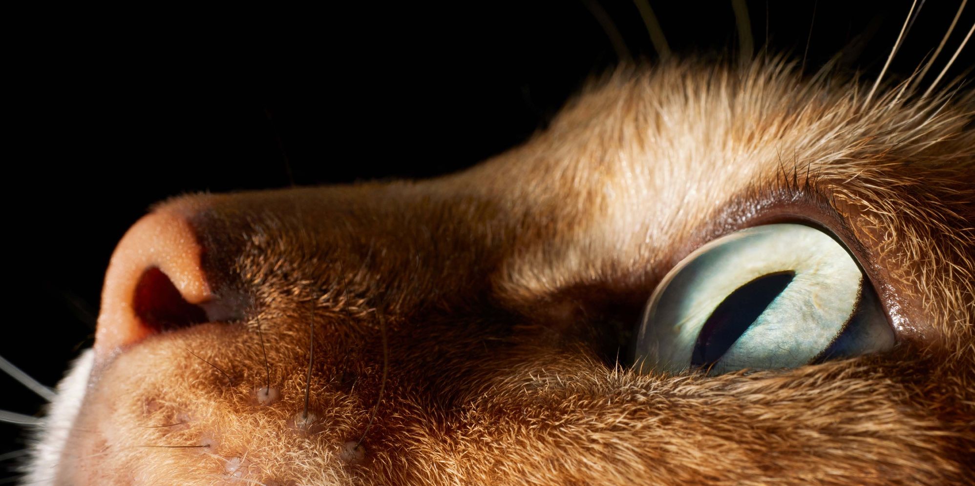 Feline: Photographs