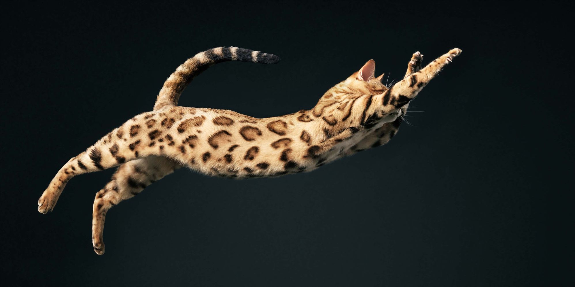 Feline: Photographs