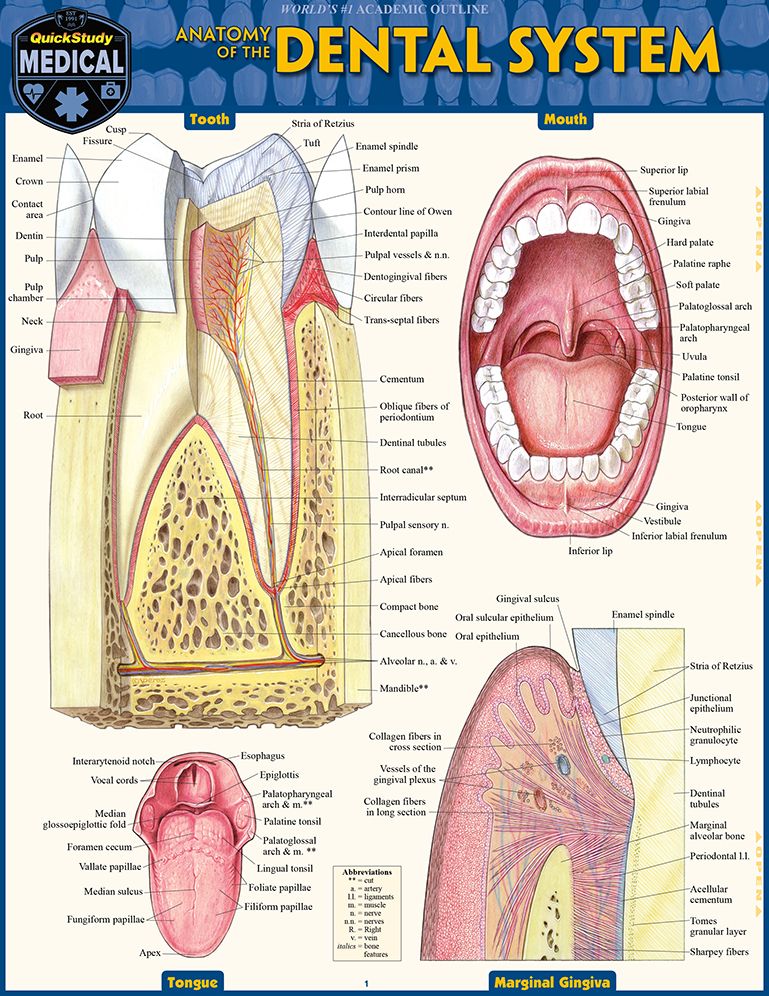 Dental Anatomy: QuickStudy Laminated Reference Guide