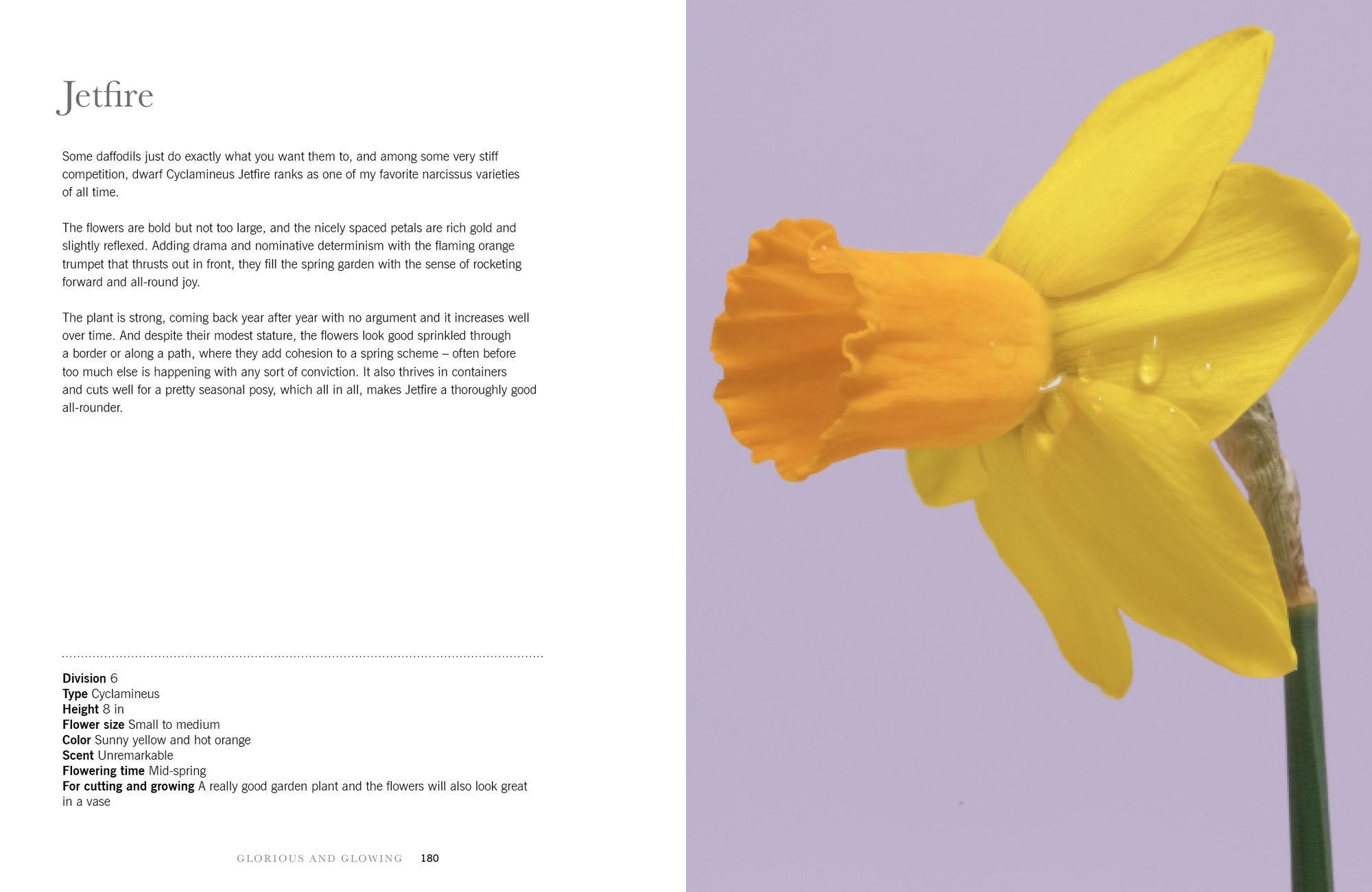 Daffodils: Beautiful Varieties for Home and Garden