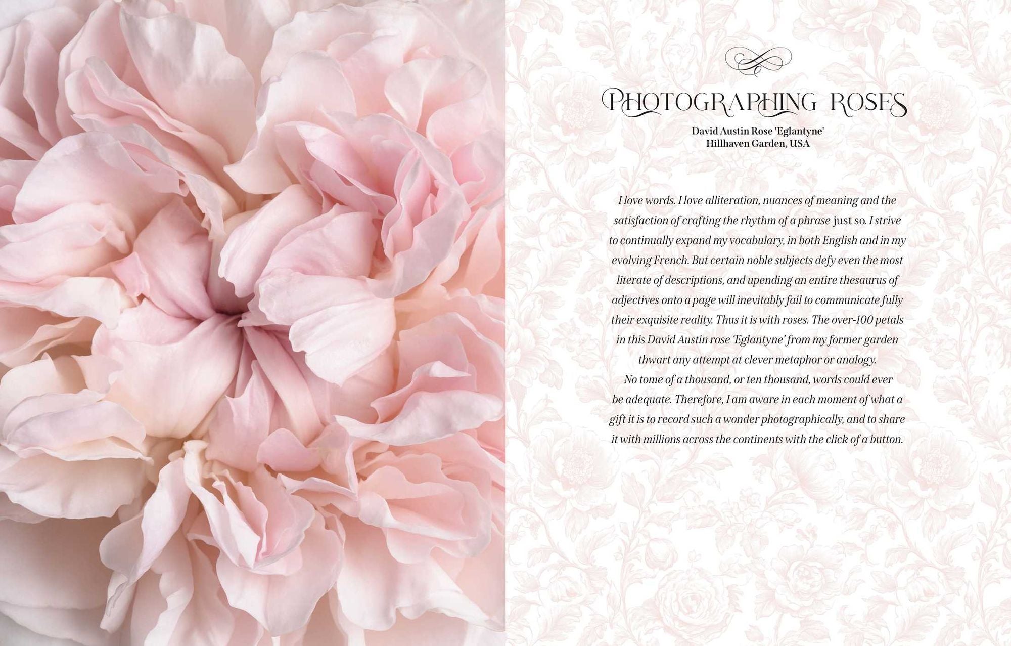 Beautiful Blooms: A Photographic Celebration