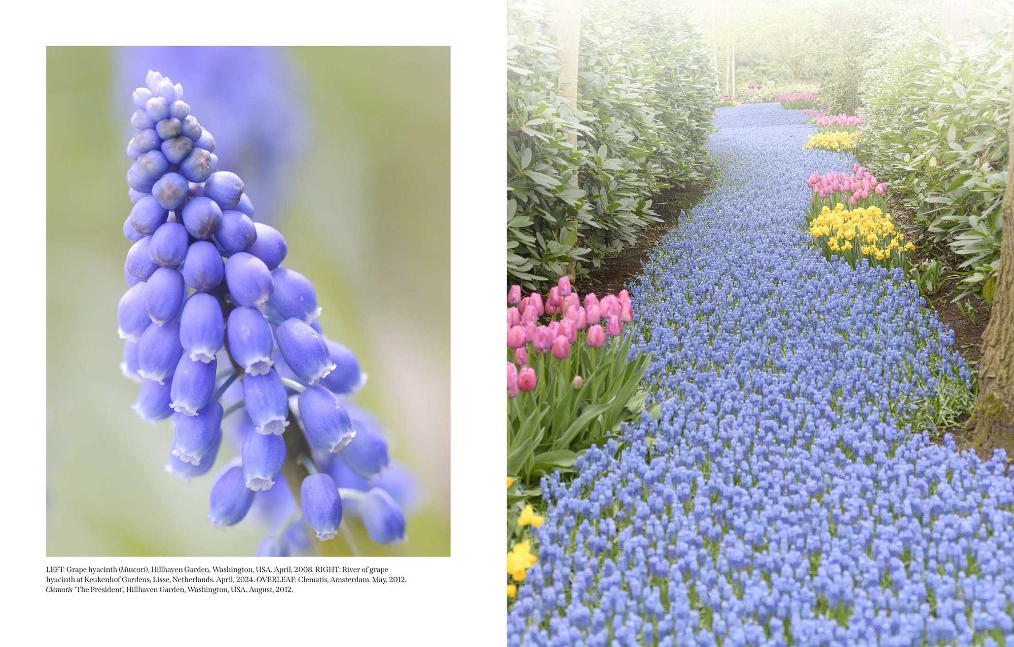 Beautiful Blooms: A Photographic Celebration