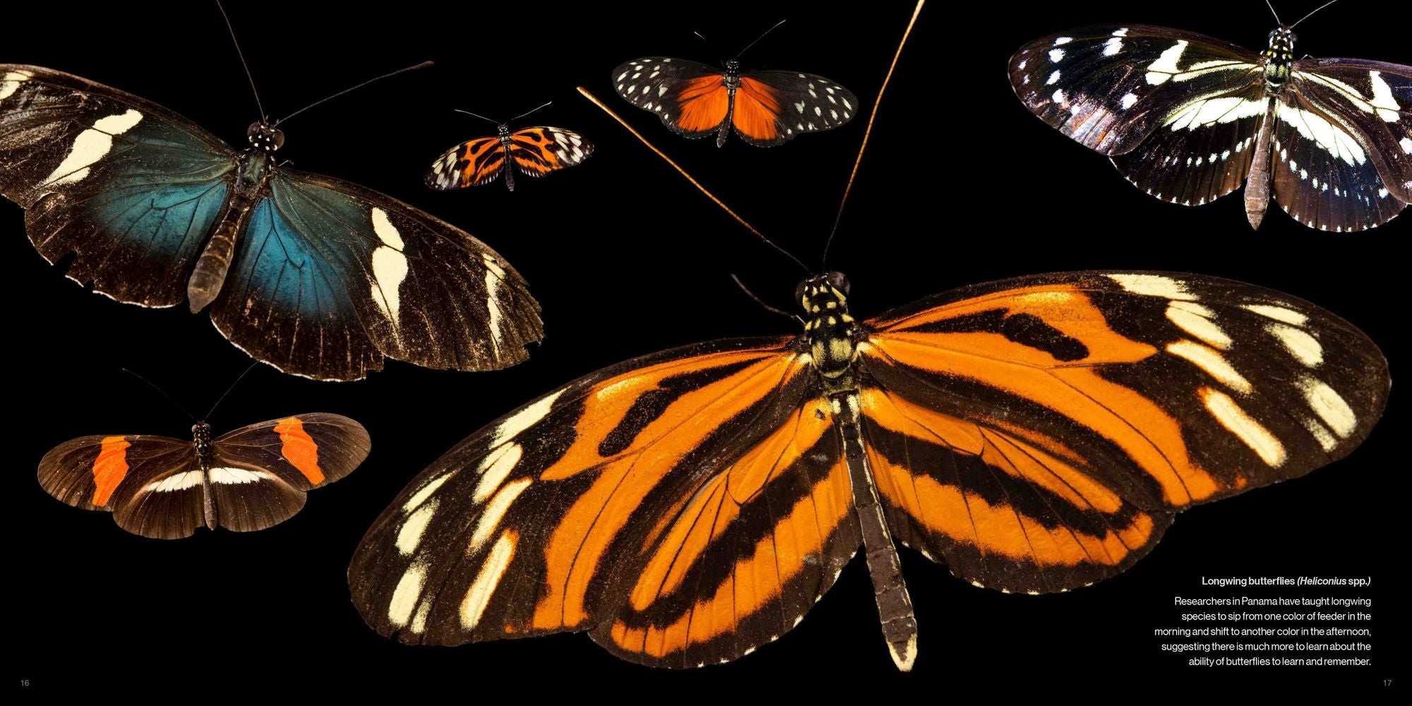 National Geographic Photo Ark Insects: Butterflies, Bees, and Kindred Creatures
