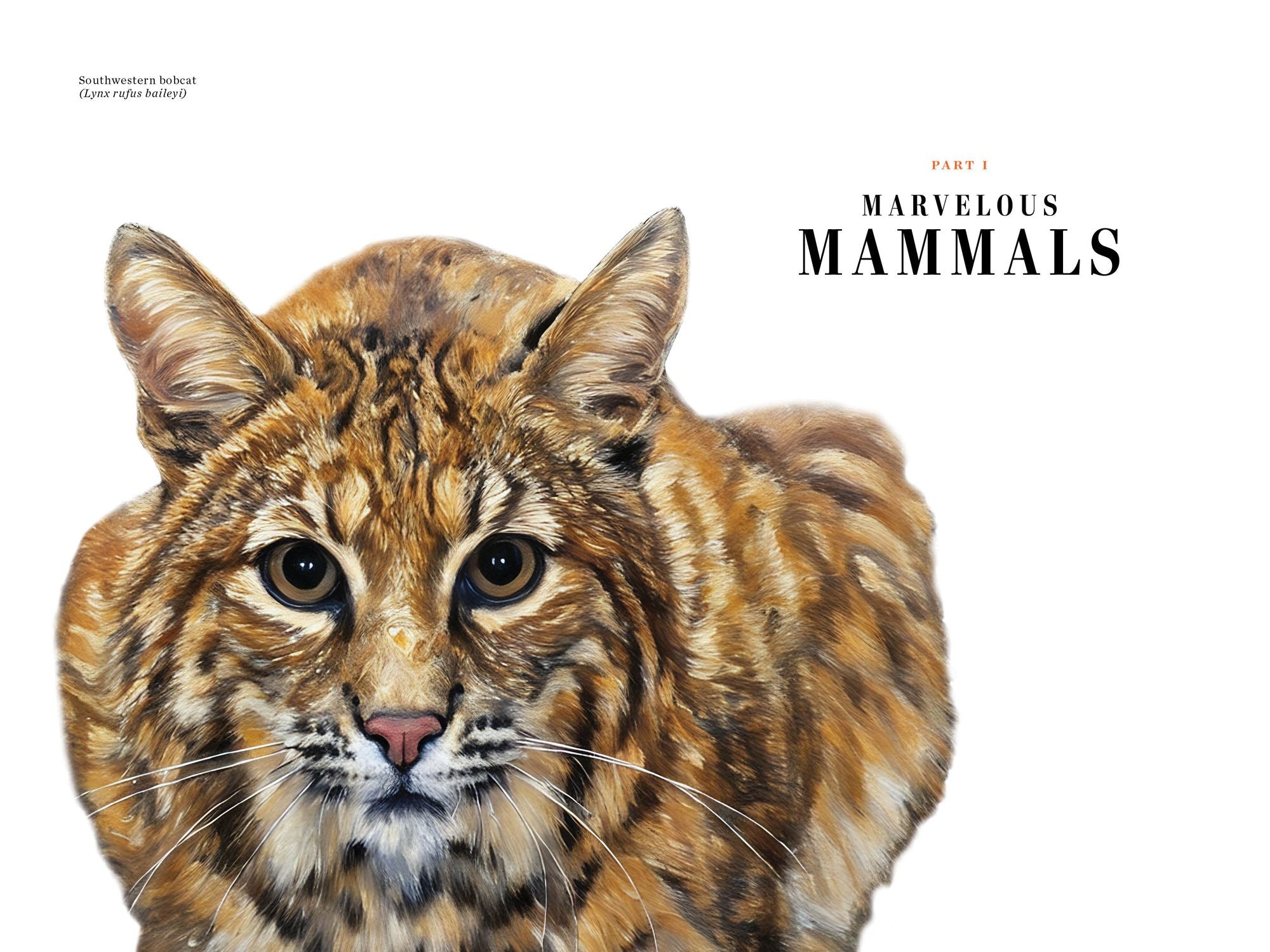 Grizzled: Love Letters to 50 of North America's Least Understood Animals