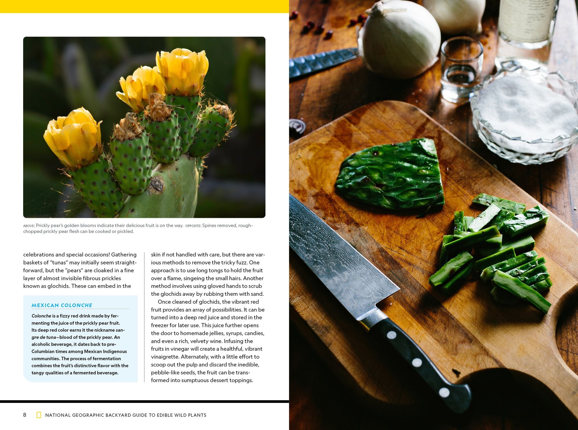 National Geographic Backyard Guide to Edible Wild Plants