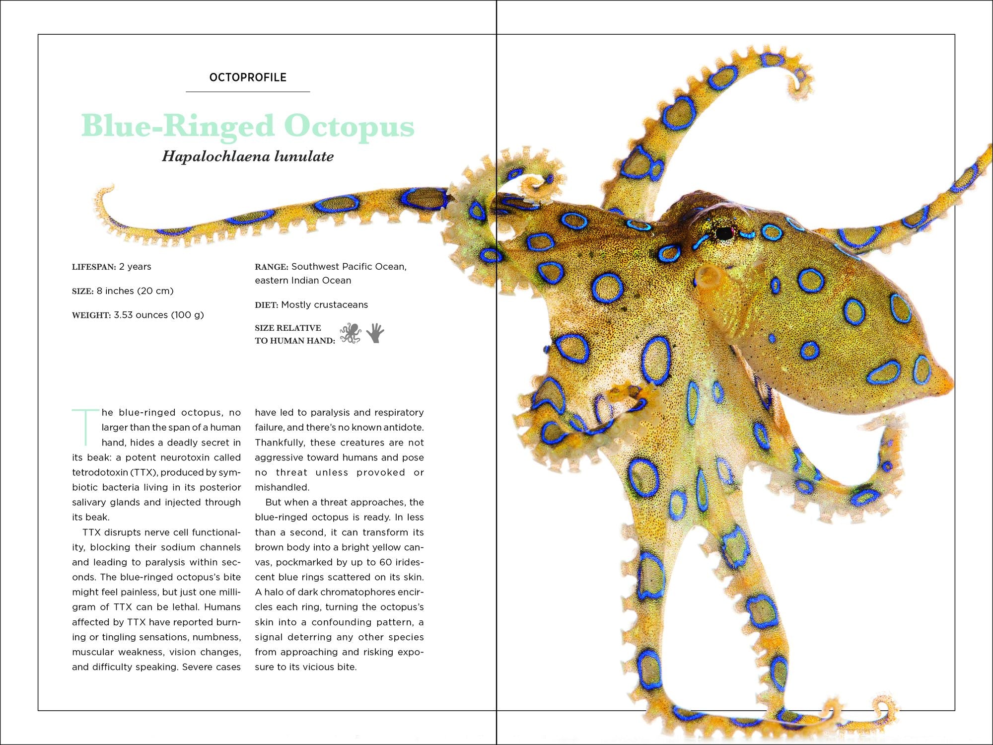 Secrets of the Octopus
