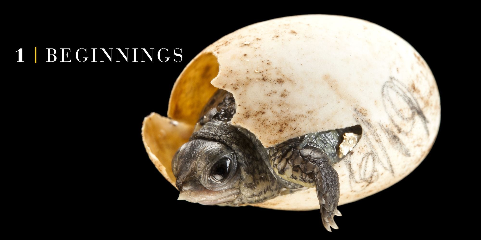 National Geographic Photo Ark Babies: Growing Up in the Animal World