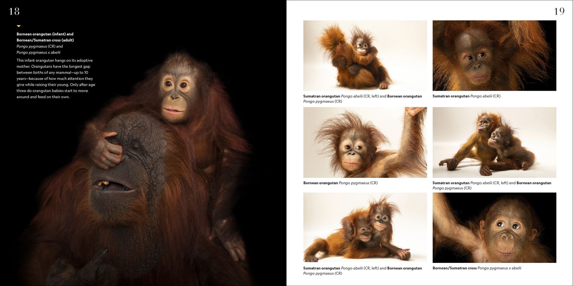 National Geographic Photo Ark Babies: Growing Up in the Animal World