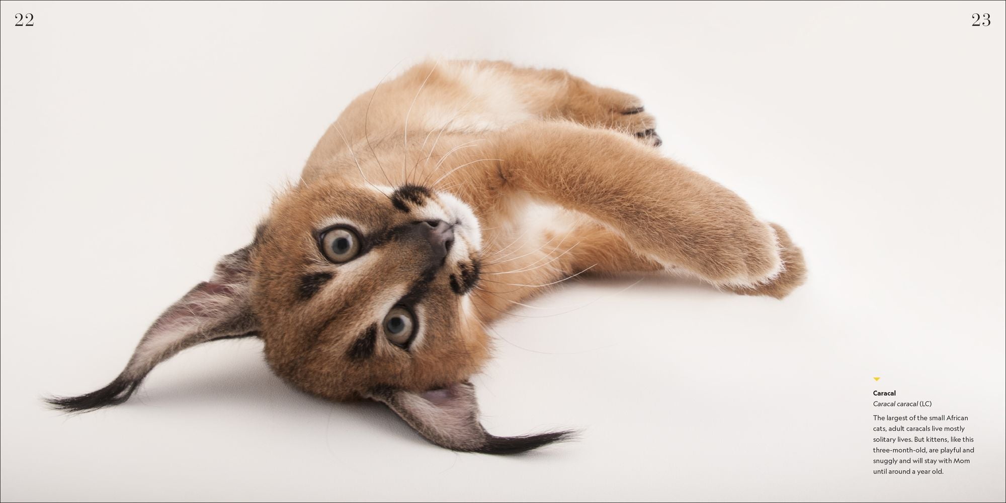 National Geographic Photo Ark Babies: Growing Up in the Animal World