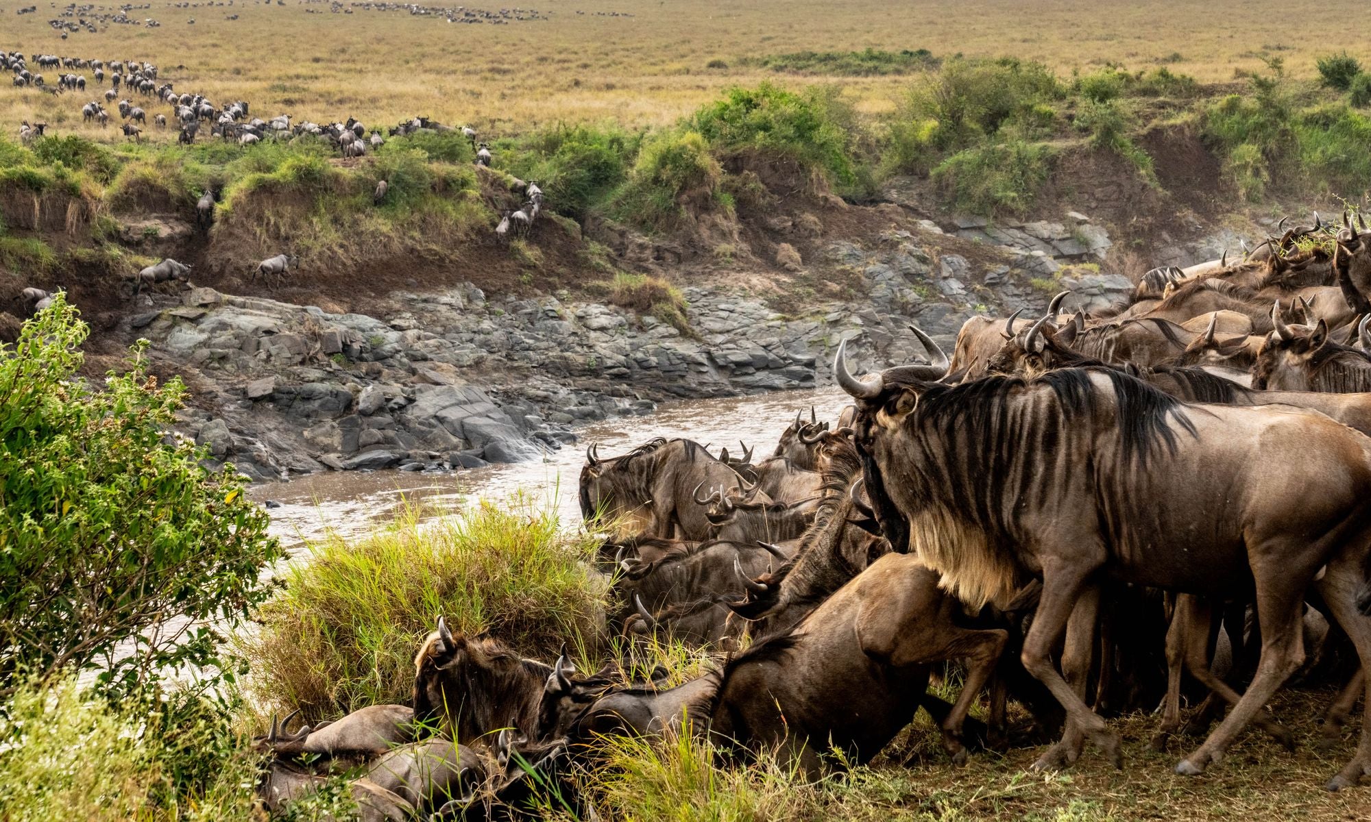 Wild Eye: A Life in Photographs